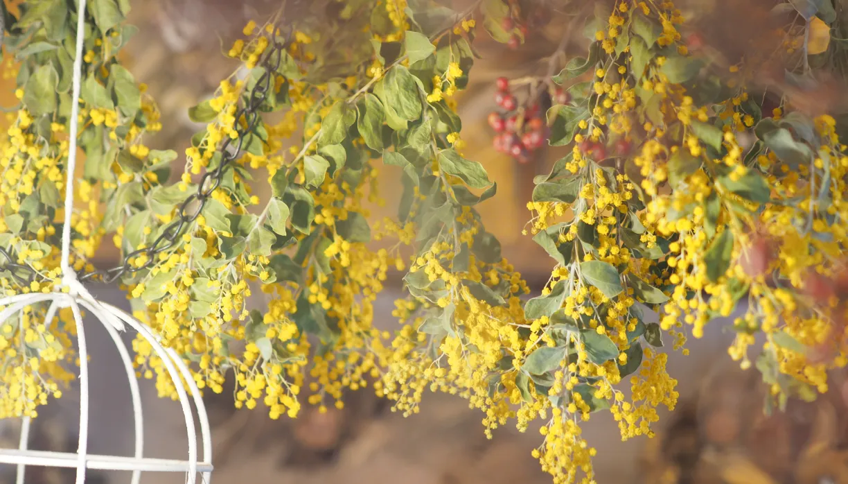 花を残すとは想いをつなぐこと オークハウスのフィロソフィー